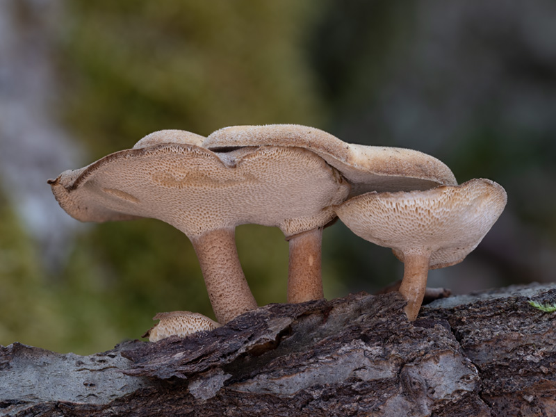 Polyporus brumalis Polyporus brumalis